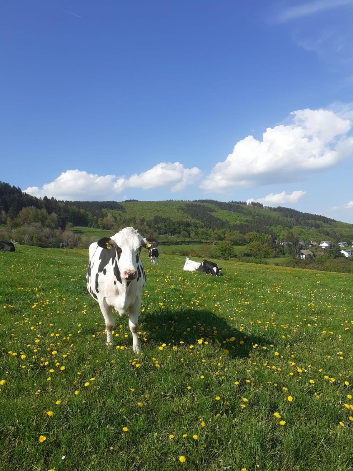 Ferienwohnungen Sternenhimmel Whg 1 Medebach Zewnętrze zdjęcie